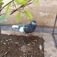 کبوتر شهری|پرنده|شیراز, شریف‌آباد|دیوار