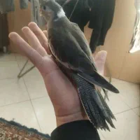 جوجه عروس هلندی سرلاکی وایت فیس نرم خور