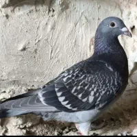 جوجه زرهی سیاه پلاک زرد 2024