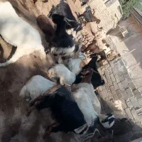 بز کهره دار