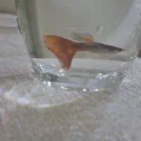 ماهی گوپی مولد ۲ بند