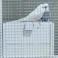 مرغ عشق کلکسیونی گرید A روی تخم