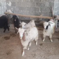 بزغاله