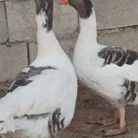 غاز ومرغ محلی