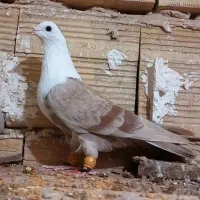 دو عدد کلاغ کربلایی سر سفید ماده مشهد ارسالم دارم|پرنده|قزوین, |دیوار