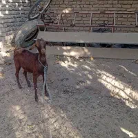 بز و نری|حیوانات مزرعه|رفسنجان, |دیوار