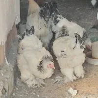 مرغ وخروس وجوجه برهما در رنگهای مختلف