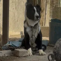 سگ توله قدرجونی|سگ|باقرشهر, |دیوار