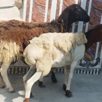 بره نر و ماده|حیوانات مزرعه|قشم, |دیوار