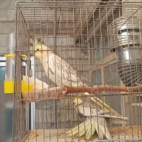 عروس هلندی گل باقالی