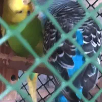 جفت مرغ عشق