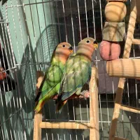 جوجه برزیلی دو ماهه