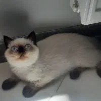 بچه گربه ماده بریتیش با رنگ خاص