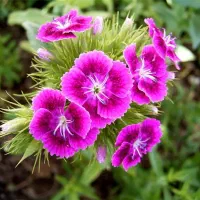 نشا گلهای فصلی رسید|گل و گیاه طبیعی|رامشیر, |دیوار