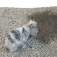 دو عدد خرگوش ب سالع ب فروش میرسد|موش و خرگوش|فلاورجان, |دیوار