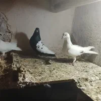 کبوتر رنگی صید