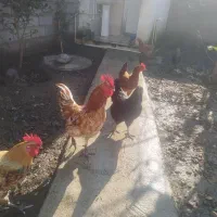 خروس لاری فروشی