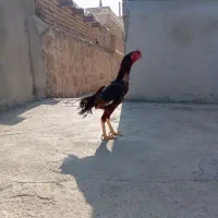 دو عدد خروس لاری سالم