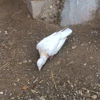 سار کله هما|پرنده|تربت‌حیدریه, منظر|دیوار