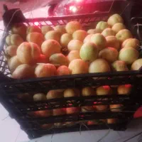 اجاره باغ میوه زردآلو