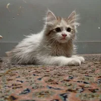 گربه ملوس|گربه|بهارستان, |دیوار