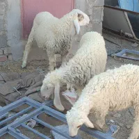 بره مری|حیوانات مزرعه|زابل, |دیوار