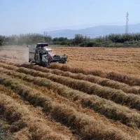 شالی ندا بو جارشده