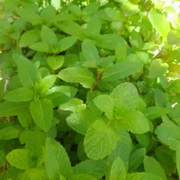 فروش ۱۵ هکتار قبل از پیشکمر