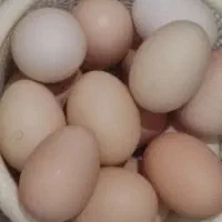 تخم مرغ نطفه دار