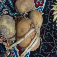 سیب زمینی بذری برای کاشت