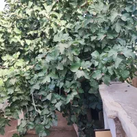 منزل ویلایی ۱۷۰ متری تیرآهن بالاجوب