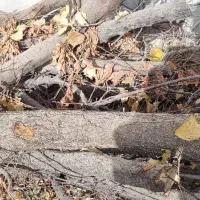 خریدار چوب|خدمات باغبانی و درختکاری|نظرآباد, شهرک سید جمال الدین|دیوار