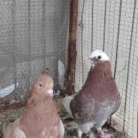 یه جفت کفتر خوش خال، نر و ماده هر دو از نصل سرور