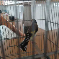 سهره نر دهن لر بدون خطا