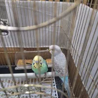 جفت مرغ عشق رنگ خاص