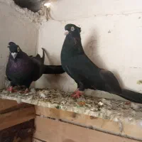 کبوتر سیاه