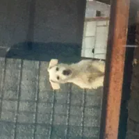 واگذاری توله سگ شیتزو ۸ماهه