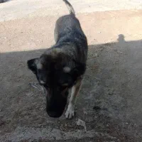 سک ماچ پژدر