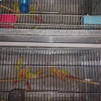 گیرینچیک مولد|پرنده|محمدشهر, محمدشهر|دیوار