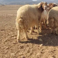 قوچ سنجابی|حیوانات مزرعه|خرمآباد, |دیوار