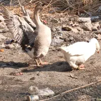 غوغاز|حیوانات مزرعه|باوی, |دیوار