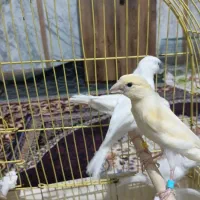 قناری نر و ماده