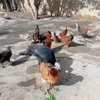 سلام ۱۲عدد مرغ محلی جوان تخم گذار|حیوانات مزرعه|ایوان, |دیوار