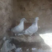 جوجه سوسکی|پرنده|تربت‌حیدریه, بازار|دیوار