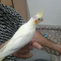 یک جفت عروس مولد با جوجه فوری