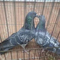 یک جفت نر ماده زرهی