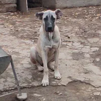 گمشده|سگ|میلاجرد, |دیوار