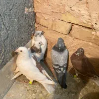 کبوتر پرشی|پرنده|سبزوار, عارف|دیوار