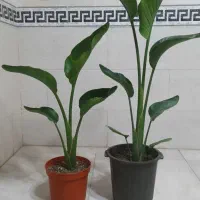 نخل نیکولای/آمستل کینگ|گل و گیاه طبیعی|شیراز, شهرک رضوان|دیوار