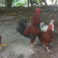 مرغ وخروس همراه مرغ عشق رایگان|حیوانات مزرعه|سنگدوین, |دیوار